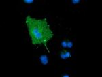 MICAL1 Antibody in Immunocytochemistry (ICC/IF)