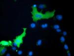 MICAL1 Antibody in Immunocytochemistry (ICC/IF)