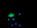 MICAL1 Antibody in Immunocytochemistry (ICC/IF)