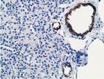 MICAL1 Antibody in Immunohistochemistry (Paraffin) (IHC (P))