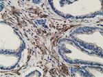 MICAL1 Antibody in Immunohistochemistry (Paraffin) (IHC (P))