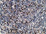 MICAL1 Antibody in Immunohistochemistry (Paraffin) (IHC (P))