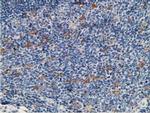 MICAL1 Antibody in Immunohistochemistry (Paraffin) (IHC (P))