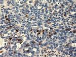 MICAL1 Antibody in Immunohistochemistry (Paraffin) (IHC (P))