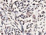 MICAL1 Antibody in Immunohistochemistry (Paraffin) (IHC (P))