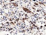 MICAL1 Antibody in Immunohistochemistry (Paraffin) (IHC (P))