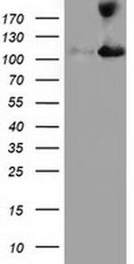 MICAL1 Antibody in Western Blot (WB)