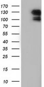 MICAL1 Antibody in Western Blot (WB)