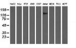 MICAL1 Antibody in Western Blot (WB)