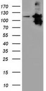 MICAL1 Antibody in Western Blot (WB)