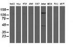 MICAL1 Antibody in Western Blot (WB)