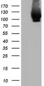 MICAL1 Antibody in Western Blot (WB)