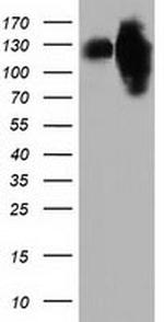 MICAL1 Antibody in Western Blot (WB)