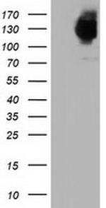 MICAL1 Antibody in Western Blot (WB)