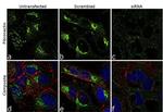 Fibronectin Antibody in Immunocytochemistry (ICC/IF)