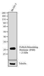 Follicle Stimulating Hormone Antibody in Western Blot (WB)