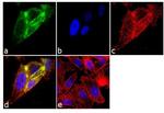 Follicle Stimulating Hormone Antibody in Immunocytochemistry (ICC/IF)