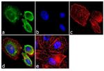 Follicle Stimulating Hormone Antibody in Immunocytochemistry (ICC/IF)