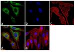 Follicle Stimulating Hormone Antibody in Immunocytochemistry (ICC/IF)