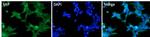 MIF Antibody in Immunocytochemistry (ICC/IF)