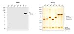 Human IgE Secondary Antibody in Western Blot (WB)