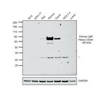 Human IgM Secondary Antibody in Western Blot (WB)