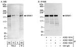 MINK1 Antibody in Western Blot (WB)