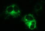 MINPP1 Antibody in Immunocytochemistry (ICC/IF)