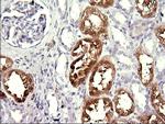 MINPP1 Antibody in Immunohistochemistry (Paraffin) (IHC (P))