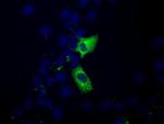 MIOX Antibody in Immunocytochemistry (ICC/IF)