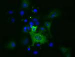 MIOX Antibody in Immunocytochemistry (ICC/IF)