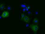 MIOX Antibody in Immunocytochemistry (ICC/IF)