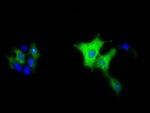 MIOX Antibody in Immunocytochemistry (ICC/IF)