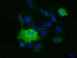 MIOX Antibody in Immunocytochemistry (ICC/IF)