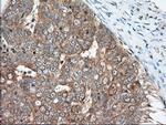 MIOX Antibody in Immunohistochemistry (Paraffin) (IHC (P))