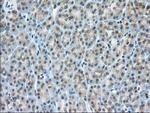 MIOX Antibody in Immunohistochemistry (Paraffin) (IHC (P))