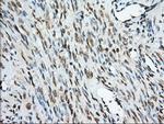 MIOX Antibody in Immunohistochemistry (Paraffin) (IHC (P))