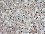 MIOX Antibody in Immunohistochemistry (Paraffin) (IHC (P))