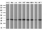 MIOX Antibody in Western Blot (WB)