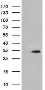 MIOX Antibody in Western Blot (WB)