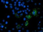 MIPEP Antibody in Immunocytochemistry (ICC/IF)