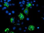 MIPEP Antibody in Immunocytochemistry (ICC/IF)