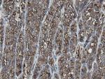 MIPEP Antibody in Immunohistochemistry (Paraffin) (IHC (P))