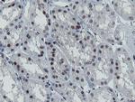 MIPEP Antibody in Immunohistochemistry (Paraffin) (IHC (P))