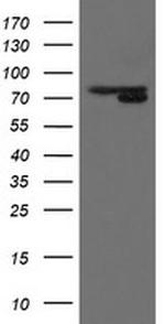 MIPEP Antibody in Western Blot (WB)