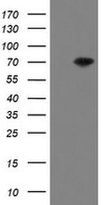 MIPEP Antibody in Western Blot (WB)