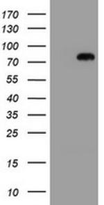 MIPEP Antibody in Western Blot (WB)