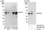 MKK4 Antibody in Western Blot (WB)