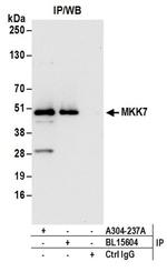 MKK7 Antibody in Western Blot (WB)