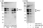 MKL2 Antibody in Western Blot (WB)